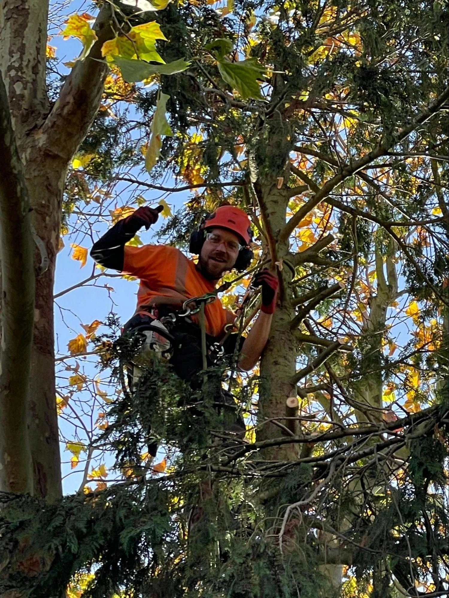 Hertford Tree Care Experts